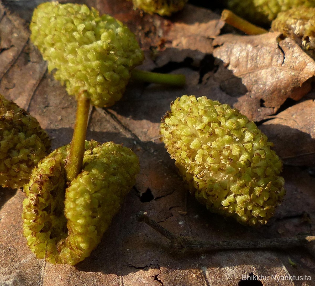 Antiaris toxicaria (J.F.Gmel.) Lesch.